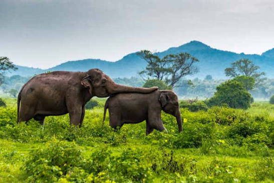 Wild elephants at Minneriya National Park