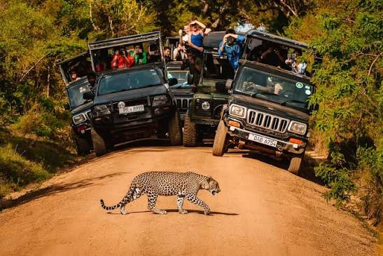 Safari